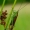 Conocephalus dorsalis - Pelkinis smailiagalvis | Fotografijos autorius : Romas Ferenca | © Macrogamta.lt | Šis tinklapis priklauso bendruomenei kuri domisi makro fotografija ir fotografuoja gyvąjį makro pasaulį.