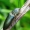 Šukaūsis pievaspragšis - Ctenicera pectinicornis ♀ | Fotografijos autorius : Romas Ferenca | © Macrogamta.lt | Šis tinklapis priklauso bendruomenei kuri domisi makro fotografija ir fotografuoja gyvąjį makro pasaulį.