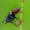 Dygliamusė - Eriothrix rufomaculata | Fotografijos autorius : Romas Ferenca | © Macrogamta.lt | Šis tinklapis priklauso bendruomenei kuri domisi makro fotografija ir fotografuoja gyvąjį makro pasaulį.
