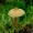 Amiantinė šlakabudė - Cystoderma amianthinum | Fotografijos autorius : Romas Ferenca | © Macrogamta.lt | Šis tinklapis priklauso bendruomenei kuri domisi makro fotografija ir fotografuoja gyvąjį makro pasaulį.