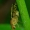 Girinukė - Eusapromyza multipunctata | Fotografijos autorius : Romas Ferenca | © Macrogamta.lt | Šis tinklapis priklauso bendruomenei kuri domisi makro fotografija ir fotografuoja gyvąjį makro pasaulį.