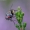 Žiedenė - Emmesomyia socia  | Fotografijos autorius : Romas Ferenca | © Macrogamta.lt | Šis tinklapis priklauso bendruomenei kuri domisi makro fotografija ir fotografuoja gyvąjį makro pasaulį.