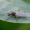 Storakojis uodas - Bibionidae | Fotografijos autorius : Romas Ferenca | © Macrogamta.lt | Šis tinklapis priklauso bendruomenei kuri domisi makro fotografija ir fotografuoja gyvąjį makro pasaulį.