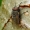 Pollenia sp. - Pilkoji lavonmusė | Fotografijos autorius : Romas Ferenca | © Macrogamta.lt | Šis tinklapis priklauso bendruomenei kuri domisi makro fotografija ir fotografuoja gyvąjį makro pasaulį.