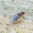 Vaisinė muselė - Chymomyza sp. | Fotografijos autorius : Romas Ferenca | © Macrogamta.lt | Šis tinklapis priklauso bendruomenei kuri domisi makro fotografija ir fotografuoja gyvąjį makro pasaulį.