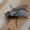 Tikramusė - Muscidae | Fotografijos autorius : Romas Ferenca | © Macrogamta.lt | Šis tinklapis priklauso bendruomenei kuri domisi makro fotografija ir fotografuoja gyvąjį makro pasaulį.
