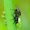 Minamusės - Metopomyza flavonotata | Fotografijos autorius : Romas Ferenca | © Macrogamta.lt | Šis tinklapis priklauso bendruomenei kuri domisi makro fotografija ir fotografuoja gyvąjį makro pasaulį.