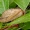 Lapasparnis - Drepanepteryx phalaenoides | Fotografijos autorius : Romas Ferenca | © Macrogamta.lt | Šis tinklapis priklauso bendruomenei kuri domisi makro fotografija ir fotografuoja gyvąjį makro pasaulį.