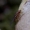 Vaisinė muselė - Drosphila busckii | Fotografijos autorius : Romas Ferenca | © Macrogamta.lt | Šis tinklapis priklauso bendruomenei kuri domisi makro fotografija ir fotografuoja gyvąjį makro pasaulį.