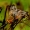 Ectophasia crassipennis - Dygliamusė | Fotografijos autorius : Romas Ferenca | © Macrogamta.lt | Šis tinklapis priklauso bendruomenei kuri domisi makro fotografija ir fotografuoja gyvąjį makro pasaulį.