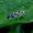 Cikadelė - Eupteryx atropunctata | Fotografijos autorius : Romas Ferenca | © Macrogamta.lt | Šis tinklapis priklauso bendruomenei kuri domisi makro fotografija ir fotografuoja gyvąjį makro pasaulį.