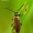 Lagria hirta - Paprastasis gauravabalis | Fotografijos autorius : Romas Ferenca | © Macrogamta.lt | Šis tinklapis priklauso bendruomenei kuri domisi makro fotografija ir fotografuoja gyvąjį makro pasaulį.
