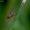 Smailiasparnė muselė - Lonchoptera bifurcata | Fotografijos autorius : Romas Ferenca | © Macrogamta.lt | Šis tinklapis priklauso bendruomenei kuri domisi makro fotografija ir fotografuoja gyvąjį makro pasaulį.