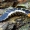 Žiedvabalis - Lygistopterus sanguineus, lerva | Fotografijos autorius : Romas Ferenca | © Macrogamta.lt | Šis tinklapis priklauso bendruomenei kuri domisi makro fotografija ir fotografuoja gyvąjį makro pasaulį.