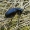 Meloe violaceus - Violetinis gegužvabalis | Fotografijos autorius : Romas Ferenca | © Macrogamta.lt | Šis tinklapis priklauso bendruomenei kuri domisi makro fotografija ir fotografuoja gyvąjį makro pasaulį.