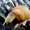 Helix pomatia - Vynuoginė sraigė | Fotografijos autorius : Romas Ferenca | © Macrogamta.lt | Šis tinklapis priklauso bendruomenei kuri domisi makro fotografija ir fotografuoja gyvąjį makro pasaulį.