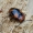 Kryžiuotasis pelėsvabalis - Mycetina cruciata | Fotografijos autorius : Romas Ferenca | © Macrogamta.lt | Šis tinklapis priklauso bendruomenei kuri domisi makro fotografija ir fotografuoja gyvąjį makro pasaulį.