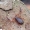 Chelifer cancroides - Knyginis pseudoskorpionas | Fotografijos autorius : Romas Ferenca | © Macrogamta.lt | Šis tinklapis priklauso bendruomenei kuri domisi makro fotografija ir fotografuoja gyvąjį makro pasaulį.