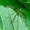 Cylindrotoma distinctissima - Ilgakojis uodas | Fotografijos autorius : Romas Ferenca | © Macrogamta.lt | Šis tinklapis priklauso bendruomenei kuri domisi makro fotografija ir fotografuoja gyvąjį makro pasaulį.