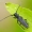 Juodaūsis stiebalindis - Phytoecia nigricornis | Fotografijos autorius : Romas Ferenca | © Macrogamta.lt | Šis tinklapis priklauso bendruomenei kuri domisi makro fotografija ir fotografuoja gyvąjį makro pasaulį.