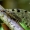 Geltongalvis tinkluotis - Osmylus fulvicephalus | Fotografijos autorius : Romas Ferenca | © Macrogamta.lt | Šis tinklapis priklauso bendruomenei kuri domisi makro fotografija ir fotografuoja gyvąjį makro pasaulį.
