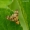 Oxyna flavipennis - Margasparnė | Fotografijos autorius : Romas Ferenca | © Macrogamta.lt | Šis tinklapis priklauso bendruomenei kuri domisi makro fotografija ir fotografuoja gyvąjį makro pasaulį.
