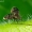 Kandinis uodelis - Pericoma sp. | Fotografijos autorius : Romas Ferenca | © Macrogamta.lt | Šis tinklapis priklauso bendruomenei kuri domisi makro fotografija ir fotografuoja gyvąjį makro pasaulį.