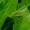 Lakštasparnis pjūklius - Phaneroptera falcata | Fotografijos autorius : Romas Ferenca | © Macrogamta.lt | Šis tinklapis priklauso bendruomenei kuri domisi makro fotografija ir fotografuoja gyvąjį makro pasaulį.