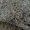 Krantinis smėlinukas - Rhysodromus fallax | Fotografijos autorius : Romas Ferenca | © Macrogamta.lt | Šis tinklapis priklauso bendruomenei kuri domisi makro fotografija ir fotografuoja gyvąjį makro pasaulį.
