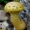Rudoji skujagalvė - Pholiota limonella | Fotografijos autorius : Romas Ferenca | © Macrogamta.lt | Šis tinklapis priklauso bendruomenei kuri domisi makro fotografija ir fotografuoja gyvąjį makro pasaulį.