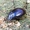 Violetinis juodvabalis - Platydema violaceum | Fotografijos autorius : Romas Ferenca | © Macrogamta.lt | Šis tinklapis priklauso bendruomenei kuri domisi makro fotografija ir fotografuoja gyvąjį makro pasaulį.