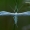 Pterophorus pentadactyla - Baltasis pirštasparnis | Fotografijos autorius : Romas Ferenca | © Macrogamta.lt | Šis tinklapis priklauso bendruomenei kuri domisi makro fotografija ir fotografuoja gyvąjį makro pasaulį.
