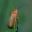 Skėtinis minkštavabalis - Rhagonycha fulva | Fotografijos autorius : Romas Ferenca | © Macrogamta.lt | Šis tinklapis priklauso bendruomenei kuri domisi makro fotografija ir fotografuoja gyvąjį makro pasaulį.