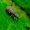 Sciaphilus asperatus - Raktažolinis straubliukas | Fotografijos autorius : Romas Ferenca | © Macrogamta.lt | Šis tinklapis priklauso bendruomenei kuri domisi makro fotografija ir fotografuoja gyvąjį makro pasaulį.