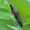 Scythris inspersella - Ožkarožinė juodoji kandis | Fotografijos autorius : Romas Ferenca | © Macrogamta.lt | Šis tinklapis priklauso bendruomenei kuri domisi makro fotografija ir fotografuoja gyvąjį makro pasaulį.