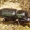 Sinodendron cylindricum - Cilindriškasis elniavabalis | Fotografijos autorius : Romas Ferenca | © Macrogamta.lt | Šis tinklapis priklauso bendruomenei kuri domisi makro fotografija ir fotografuoja gyvąjį makro pasaulį.