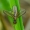Limnia unguicornis - Sraigžudė | Fotografijos autorius : Romas Ferenca | © Macrogamta.lt | Šis tinklapis priklauso bendruomenei kuri domisi makro fotografija ir fotografuoja gyvąjį makro pasaulį.