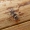 Dėmėtasis žabinukas - Pogonocherus fasciculatus | Fotografijos autorius : Deividas Makavičius | © Macrogamta.lt | Šis tinklapis priklauso bendruomenei kuri domisi makro fotografija ir fotografuoja gyvąjį makro pasaulį.