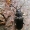Eglinis luobatašis - Tetropium castaneum | Fotografijos autorius : Deividas Makavičius | © Macrogamta.lt | Šis tinklapis priklauso bendruomenei kuri domisi makro fotografija ir fotografuoja gyvąjį makro pasaulį.
