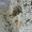 Žalsvasis kuprys - Gibbaranea gibbosa | Fotografijos autorius : Deividas Makavičius | © Macrogamta.lt | Šis tinklapis priklauso bendruomenei kuri domisi makro fotografija ir fotografuoja gyvąjį makro pasaulį.