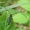Barštinis stiebalindis - Phytoecia cylindrica  | Fotografijos autorius : Deividas Makavičius | © Macrogamta.lt | Šis tinklapis priklauso bendruomenei kuri domisi makro fotografija ir fotografuoja gyvąjį makro pasaulį.