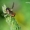 Ectophasia crassipennis - Dygliamusė | Fotografijos autorius : Deividas Makavičius | © Macrogamta.lt | Šis tinklapis priklauso bendruomenei kuri domisi makro fotografija ir fotografuoja gyvąjį makro pasaulį.