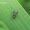 Rudaūsis karnadiris - Grammoptera ruficornis | Fotografijos autorius : Deividas Makavičius | © Macrogamta.lt | Šis tinklapis priklauso bendruomenei kuri domisi makro fotografija ir fotografuoja gyvąjį makro pasaulį.