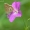 Baltajuostis melsvys - Eumedonia eumedon | Fotografijos autorius : Deividas Makavičius | © Macrogamta.lt | Šis tinklapis priklauso bendruomenei kuri domisi makro fotografija ir fotografuoja gyvąjį makro pasaulį.