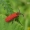 Dictyoptera aurora - Aušrinis žiedvabalis | Fotografijos autorius : Nomeda Vėlavičienė | © Macrogamta.lt | Šis tinklapis priklauso bendruomenei kuri domisi makro fotografija ir fotografuoja gyvąjį makro pasaulį.