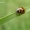 Hippodamia notata - Dilgėlinė boružė | Fotografijos autorius : Nomeda Vėlavičienė | © Macrogamta.lt | Šis tinklapis priklauso bendruomenei kuri domisi makro fotografija ir fotografuoja gyvąjį makro pasaulį.