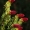 Paprastoji eglė - Picea abies | Fotografijos autorius : Nomeda Vėlavičienė | © Macrogamta.lt | Šis tinklapis priklauso bendruomenei kuri domisi makro fotografija ir fotografuoja gyvąjį makro pasaulį.