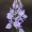 Dėmėtoji gegūnė - Dactylorhiza maculata  | Fotografijos autorius : Nomeda Vėlavičienė | © Macrogamta.lt | Šis tinklapis priklauso bendruomenei kuri domisi makro fotografija ir fotografuoja gyvąjį makro pasaulį.