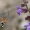Macroglossum stellatarum - Ilgaliežuvis sfinksas | Fotografijos autorius : Nomeda Vėlavičienė | © Macrogamta.lt | Šis tinklapis priklauso bendruomenei kuri domisi makro fotografija ir fotografuoja gyvąjį makro pasaulį.