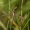 Tipulidae - Ilgakojis uodas | Fotografijos autorius : Valdimantas Grigonis | © Macrogamta.lt | Šis tinklapis priklauso bendruomenei kuri domisi makro fotografija ir fotografuoja gyvąjį makro pasaulį.
